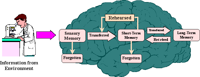 Information Processing Model: map of the flow of memory
