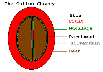 Coffee Bean