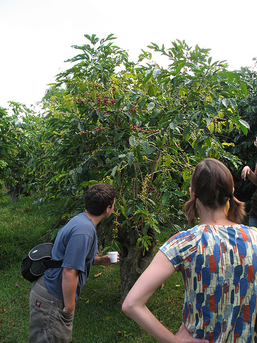 Where in the world is coffee grown most?