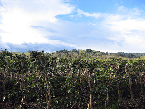 Coffee Trees