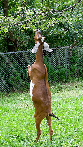 Dancing goat after eating coffee beans