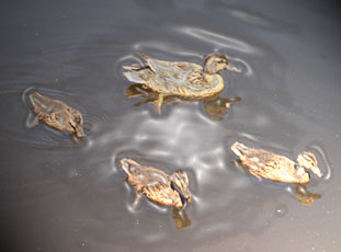 Ducks in a Pond